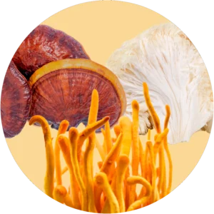 Comprar extracto en polvo de hongos Melena de león, Reishi y Cordyceps Militaris