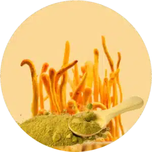 Comprar extracto en polvo de hongo Cordyceps Militaris
