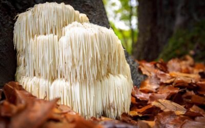 La Relación Entre los Hongos y los Dinosaurios: Un Vistazo Científico