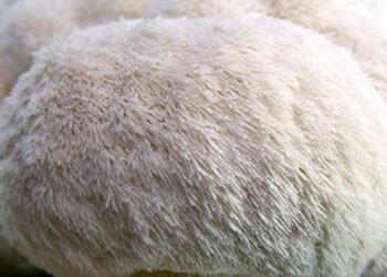 Melena de León: Beneficios