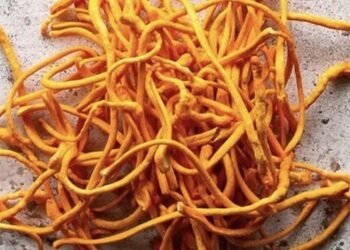 Cordyceps, ¿Para que sirve?