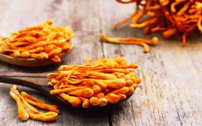 Todo lo que debes saber sobre el hongo cordyceps