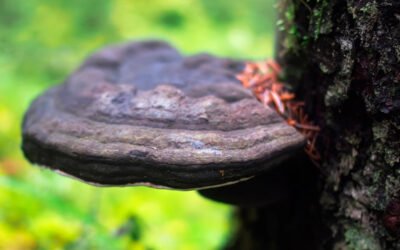 Los nutrientes y propiedades del hongo chaga