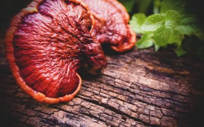 El hongo reishi: impulso natural para atletas de alto rendimiento