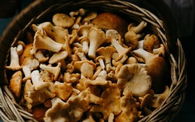 Guía para consumir hongos comestibles