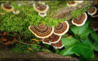 Explorando los maravillosos beneficios del hongo chaga