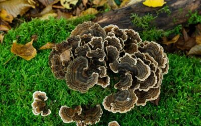 Descubre el hongo Cola de Pavo: un tesoro nutricional y medicinal