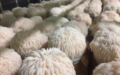 El delicioso mundo del hongo melena de león